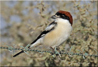 Woodchat Shrike 2.jpg