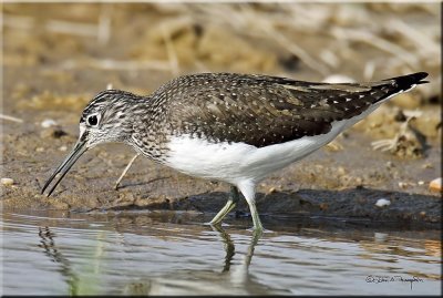 Green Sandpiper .jpg