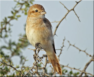 Isabelline Shrike 1 .jpg