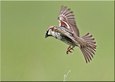 Spanish Sparrow