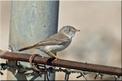 Desert Warbler