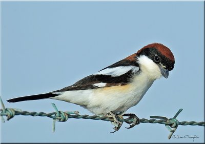 Woodchat Shrike