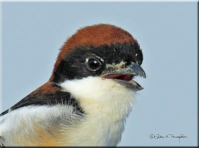 Woodchat Shrike