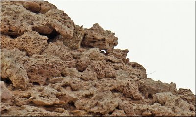 Eagle Owl
