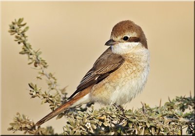 Isabelline Shrike