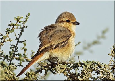 Isabelline Shrike