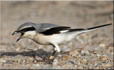 Grey Shrike