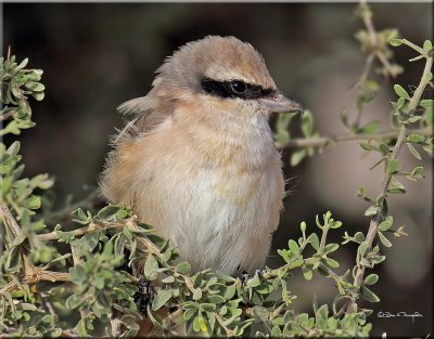 Isabelline Shrike