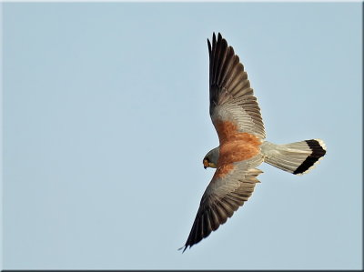 Lesser Kestrel male
