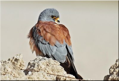 Lesser Kestrel male