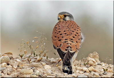 Common Kestrel female