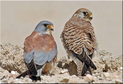 Lesser Kestrel male with female