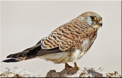 Lesser Kestrel female