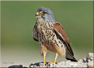 Common kestrel male