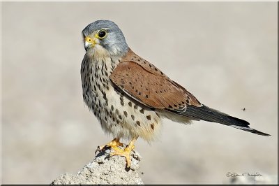Common kestrel male