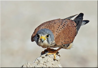 Common kestrel male