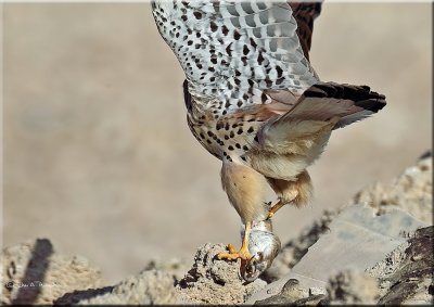 Common kestrel male