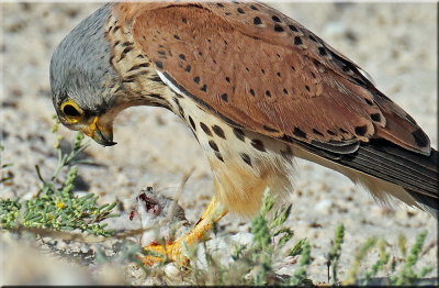 Common kestrel male