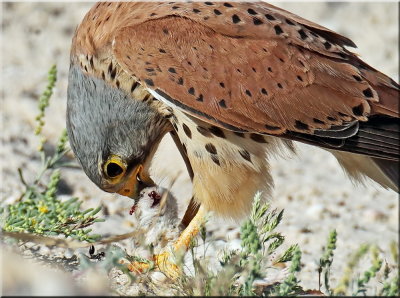Common kestrel male