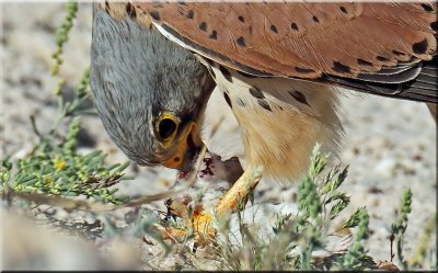 Common kestrel male