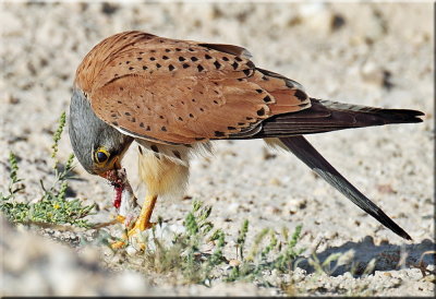 Common kestrel male