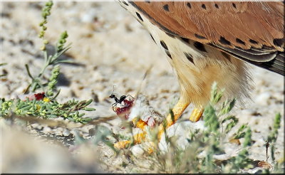 Common kestrel male