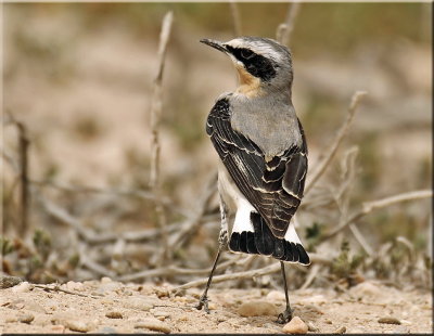 Northern Wheatear