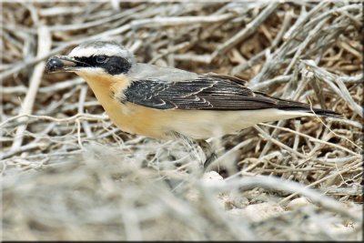 Northern Wheatear