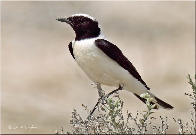 Black-eared Wheatear