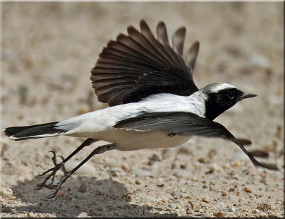 Black-eared  Wheatear