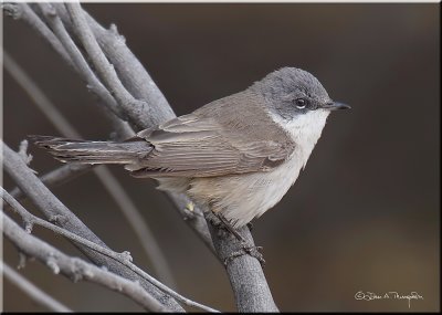 Lesser Whitethroat