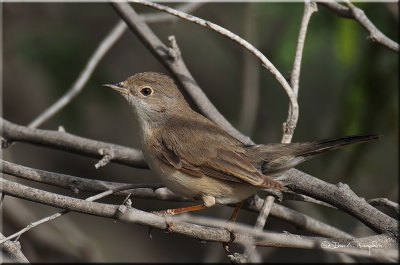 Common Whitethroat female