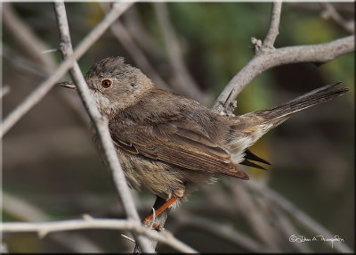 Common Whitethroat male