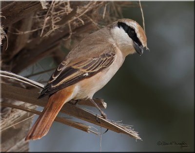 Turkestan Shrike