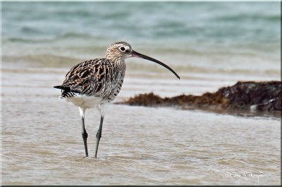 Curlew