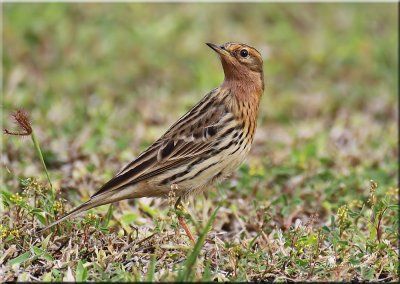 Red-throated Pipit