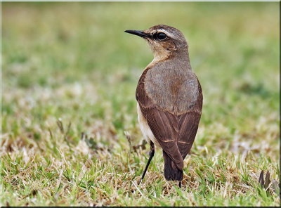 Northern Wheatear female