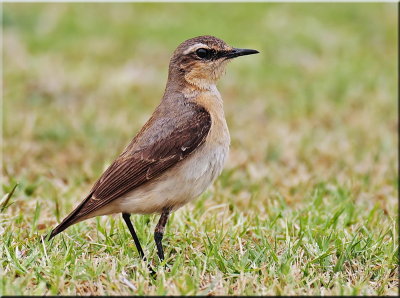 Northern Wheatear female