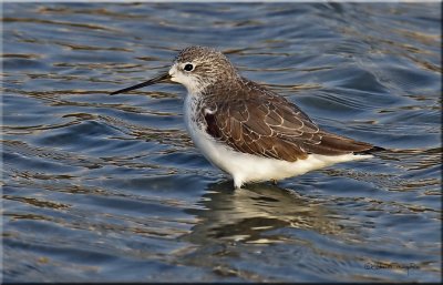 Marsh Sandpiper