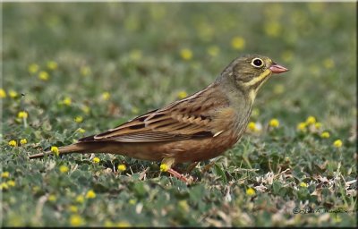 Ortolan Bunting