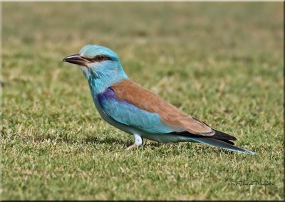 Roller 2.jpg