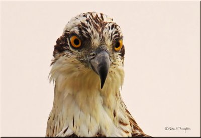 Osprey head.jpg