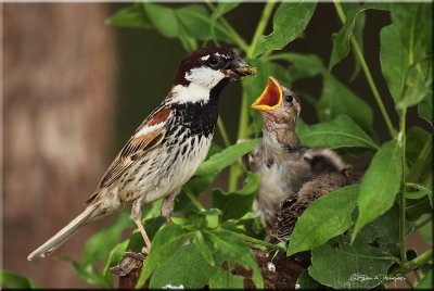 Spanish Sparrow