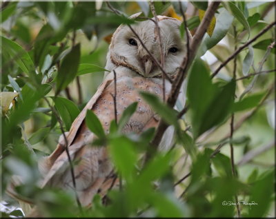 Barn Owl