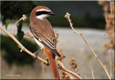 Turkistan (Isabelline) Shrike