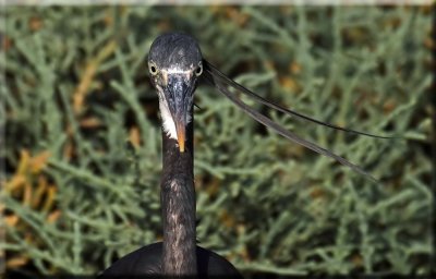 Western Reef Heron