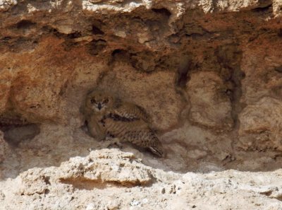 Eagle Owl