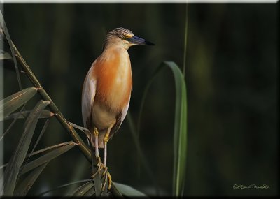 Squacco Heron