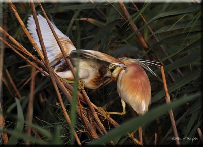 Squacco Heron