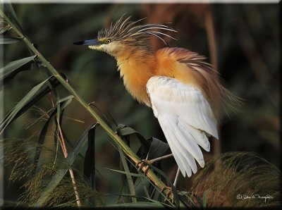 Squacco Heron